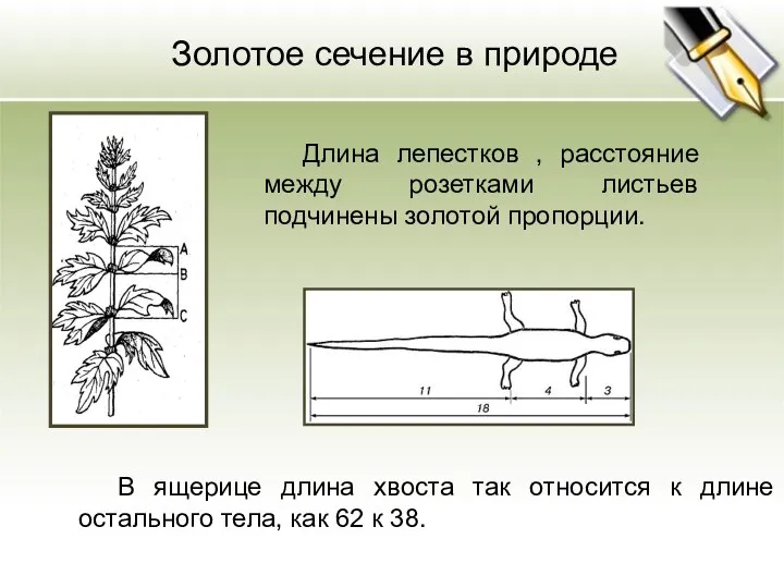 Длина лепестков , расстояние между розетками листьев подчинены золотой пропорции. Золотое