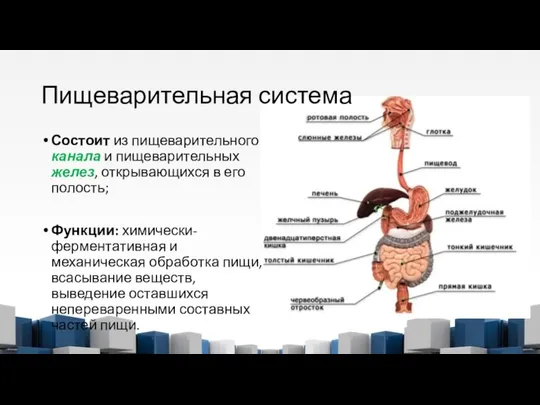 Пищеварительная система Состоит из пищеварительного канала и пищеварительных желез, открывающихся в