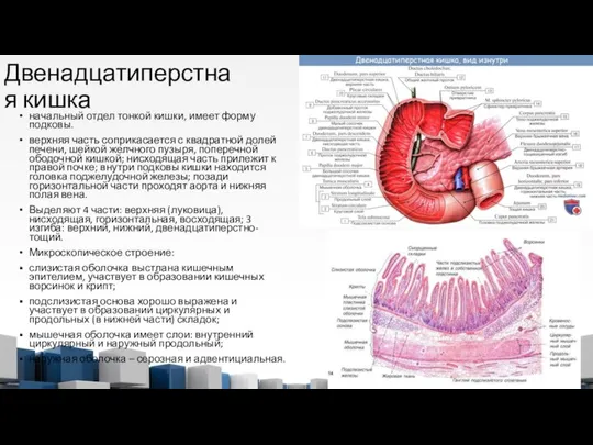 Двенадцатиперстная кишка начальный отдел тонкой кишки, имеет форму подковы. верхняя часть