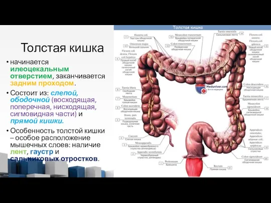 Толстая кишка начинается илеоцекальным отверстием, заканчивается задним проходом. Состоит из: слепой,