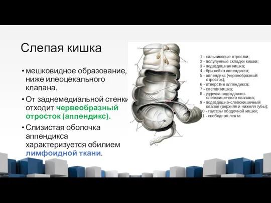 Слепая кишка мешковидное образование, ниже илеоцекального клапана. От заднемедиальной стенки отходит