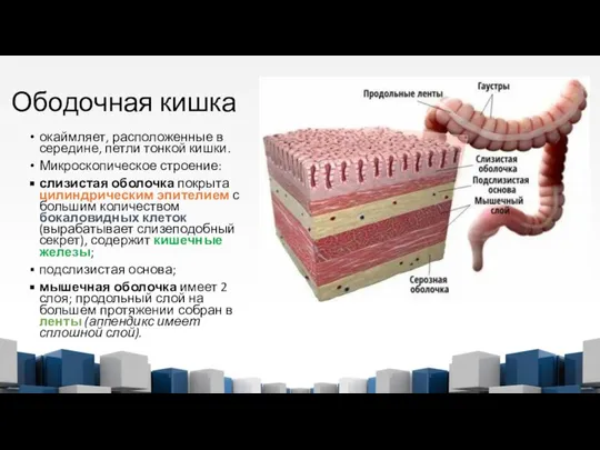 Ободочная кишка окаймляет, расположенные в середине, петли тонкой кишки. Микроскопическое строение: