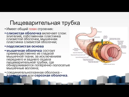 Пищеварительная трубка Имеет общий план строения: слизистая оболочка включает слои: эпителий,