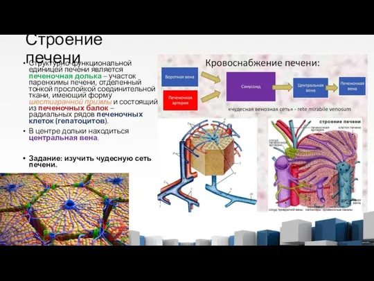 Строение печени Структурно-функциональной единицей печени является печеночная долька – участок паренхимы