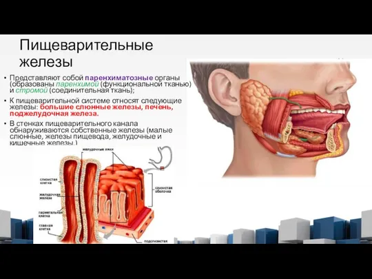 Пищеварительные железы Представляют собой паренхиматозные органы (образованы паренхимой (функциональной тканью) и