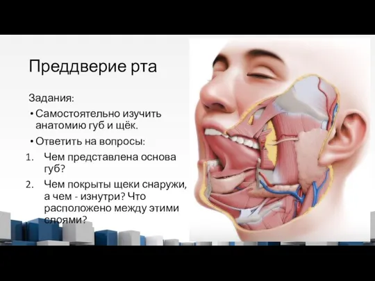 Преддверие рта Задания: Самостоятельно изучить анатомию губ и щёк. Ответить на
