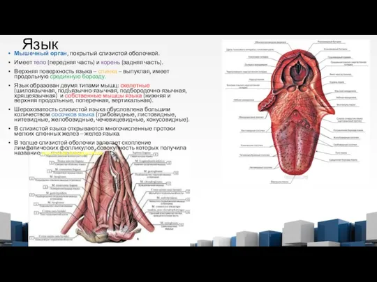 Язык Мышечный орган, покрытый слизистой оболочкой. Имеет тело (передняя часть) и