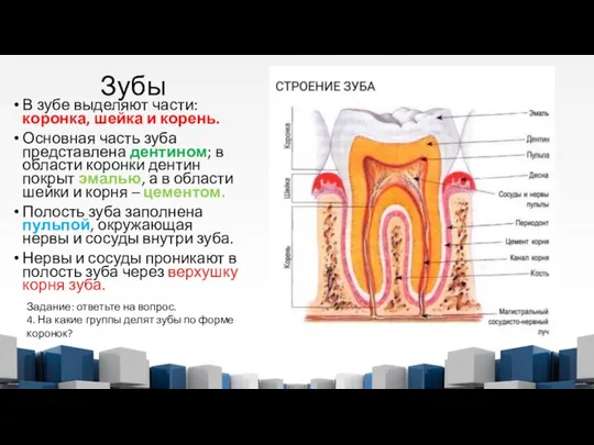 Зубы В зубе выделяют части: коронка, шейка и корень. Основная часть