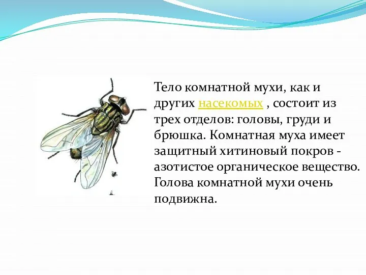 Тело комнатной мухи, как и других насекомых , состоит из трех