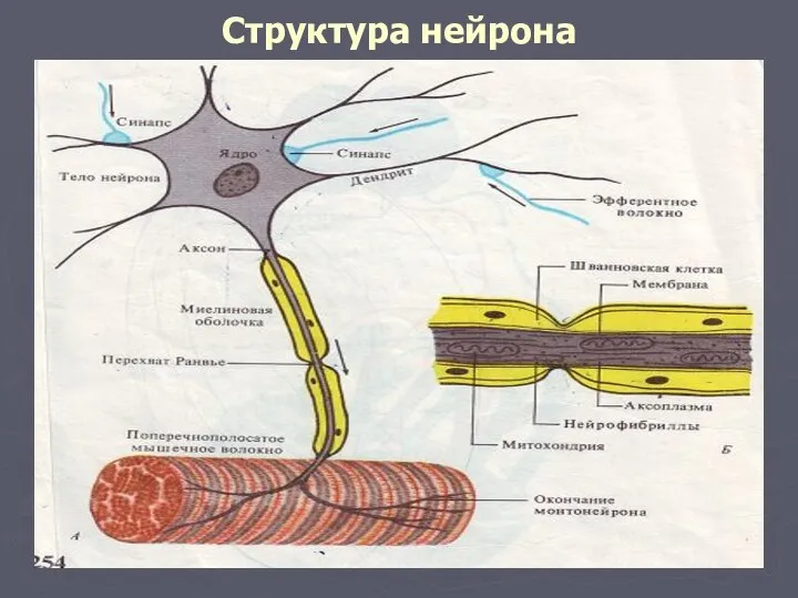 Структура нейрона