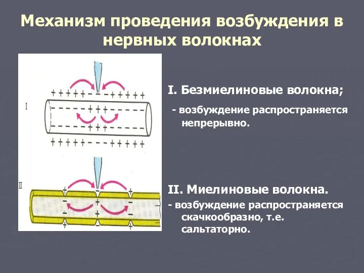 Механизм проведения возбуждения в нервных волокнах I. Безмиелиновые волокна; - возбуждение