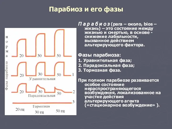 Парабиоз и его фазы П а р а б и о