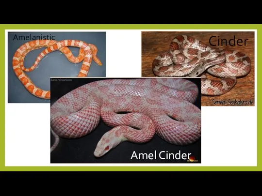 Amel Cinder