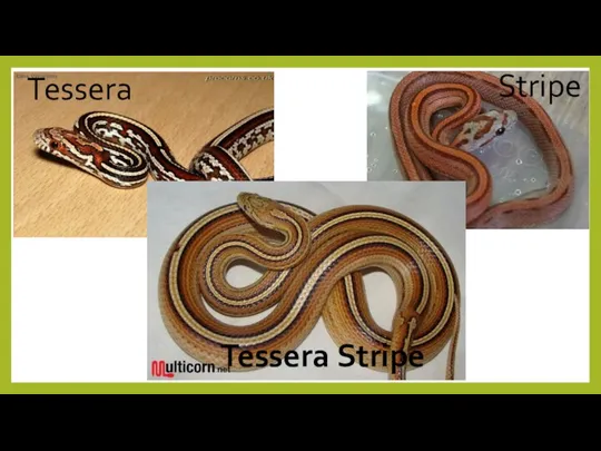 Tessera Stripe