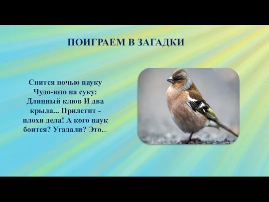 ПОИГРАЕМ В ЗАГАДКИ Снится ночью пауку Чудо-юдо на суку: Длинный клюв