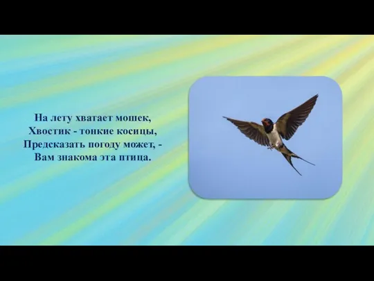 На лету хватает мошек, Хвостик - тонкие косицы, Предсказать погоду может, - Вам знакома эта птица.