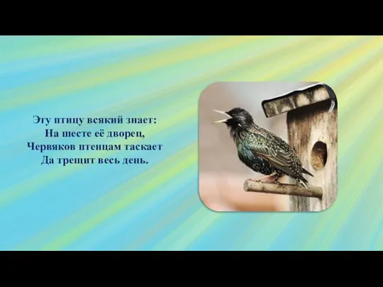 Эту птицу всякий знает: На шесте её дворец, Червяков птенцам таскает Да трещит весь день.