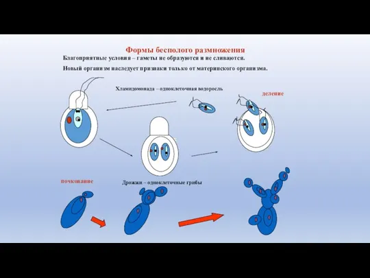 Формы бесполого размножения Благоприятные условия – гаметы не образуются и не