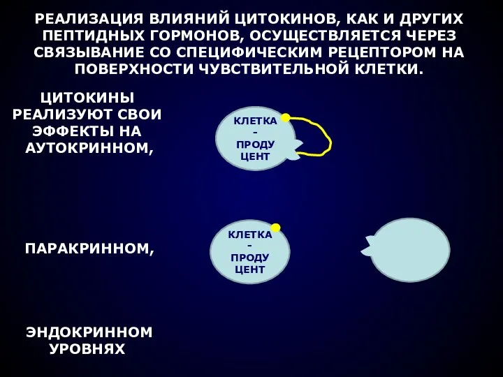 РЕАЛИЗАЦИЯ ВЛИЯНИЙ ЦИТОКИНОВ, КАК И ДРУГИХ ПЕПТИДНЫХ ГОРМОНОВ, ОСУЩЕСТВЛЯЕТСЯ ЧЕРЕЗ СВЯЗЫВАНИЕ