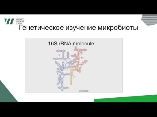 Генетическое изучение микробиоты