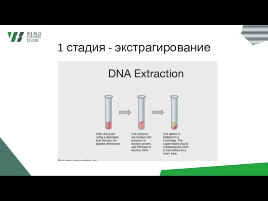 1 стадия - экстрагирование