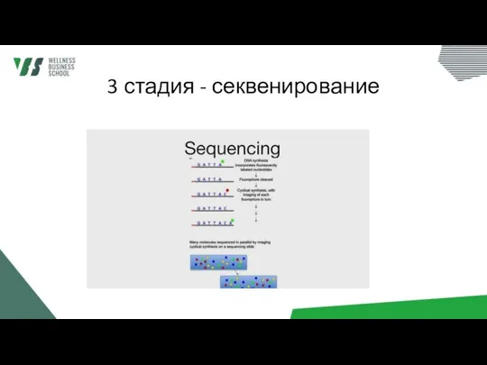 3 стадия - секвенирование