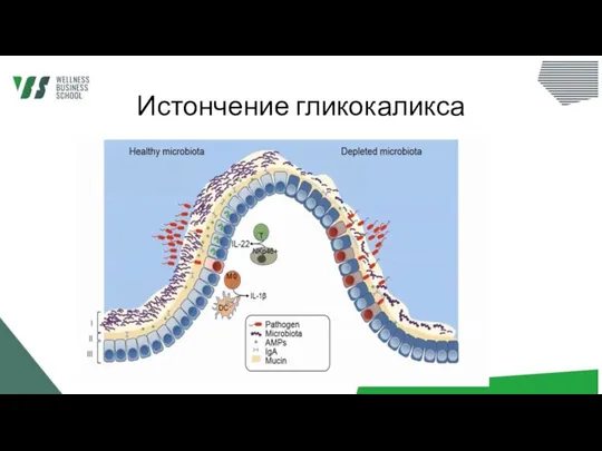 Истончение гликокаликса