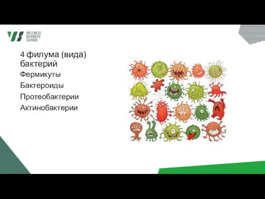 4 филума (вида) бактерий Фермикуты Бактероиды Протеобактерии Актинобактерии