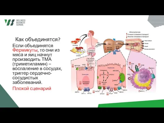 Как объединятся? Если объединятся Фермикуты, то они из мяса и яиц