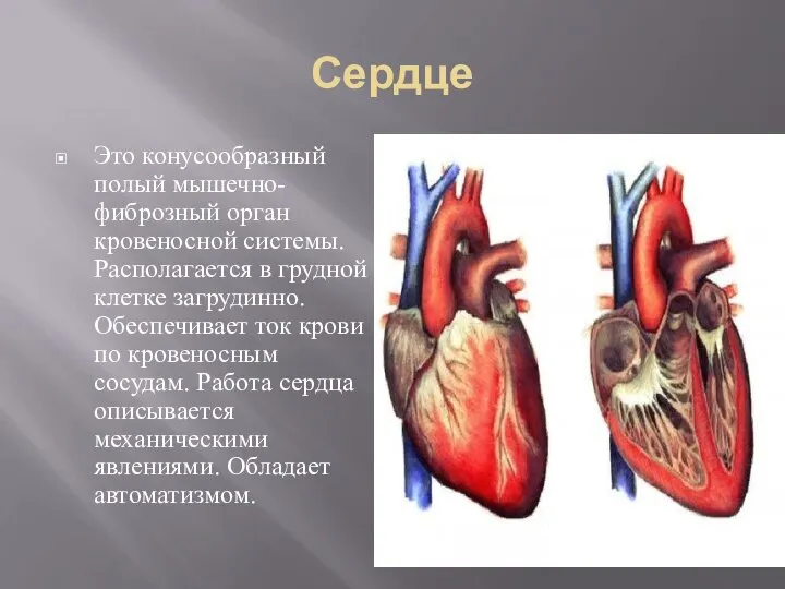 Сердце Это конусообразный полый мышечно-фиброзный орган кровеносной системы. Располагается в грудной