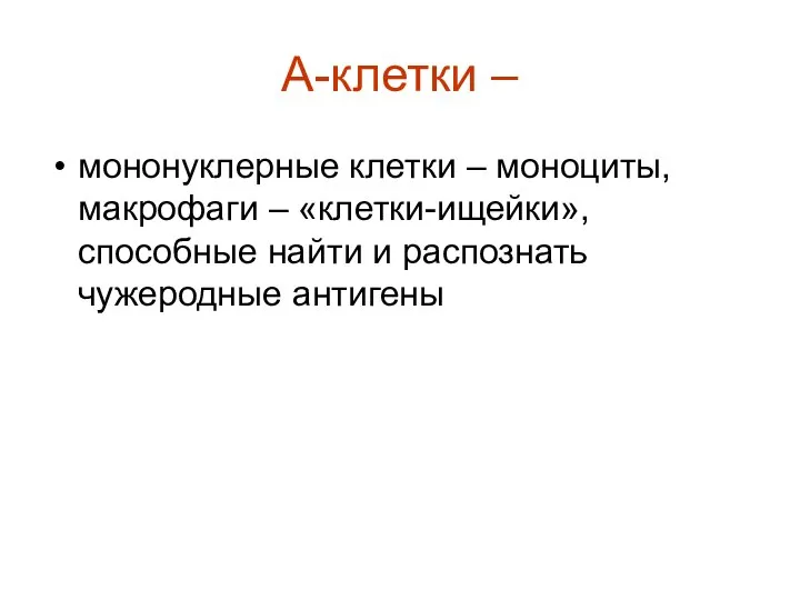 А-клетки – мононуклерные клетки – моноциты, макрофаги – «клетки-ищейки», способные найти и распознать чужеродные антигены