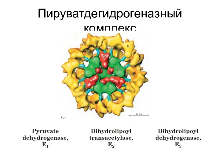 Пируватдегидрогеназный комплекс