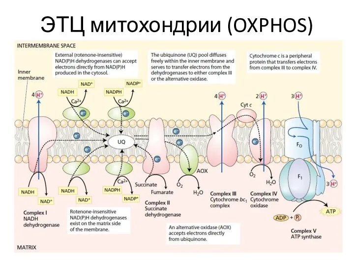 ЭТЦ митохондрии (OXPHOS)