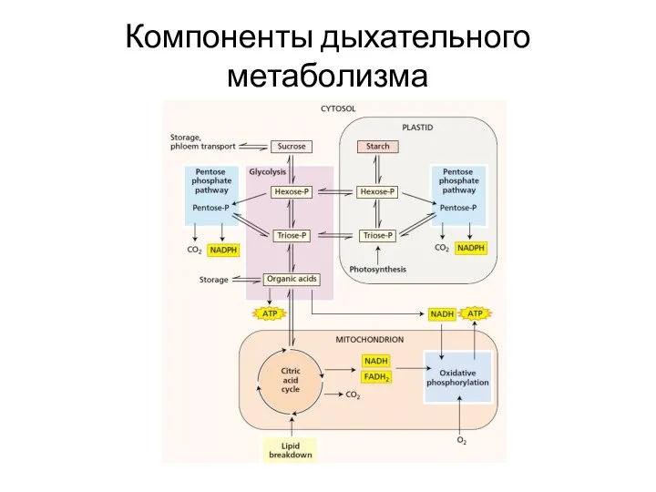 Компоненты дыхательного метаболизма