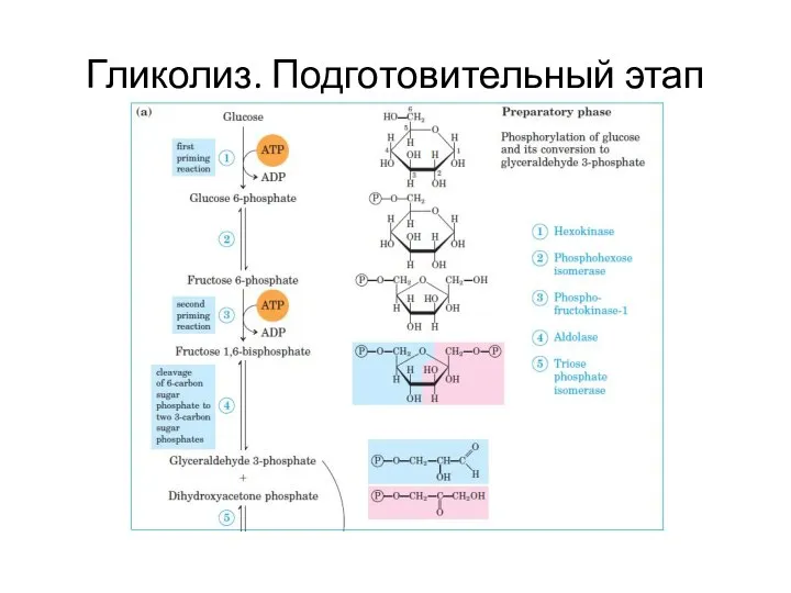 Гликолиз. Подготовительный этап