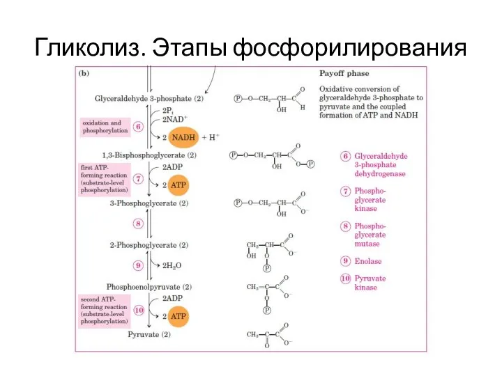 Гликолиз. Этапы фосфорилирования