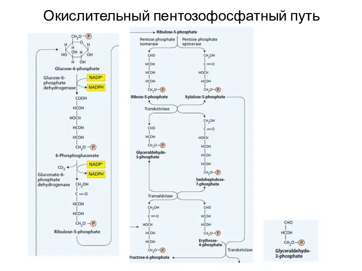 Окислительный пентозофосфатный путь