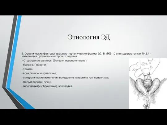 Этиология ЭД 2. Органические факторы вызывают органические формы ЭД. В МКБ-10