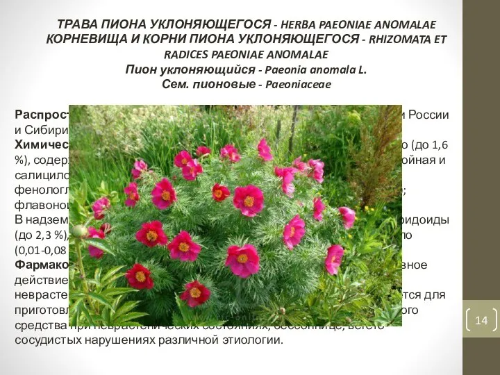 ТРАВА ПИОНА УКЛОНЯЮЩЕГОСЯ - HERBA PAEONIAE ANOMALAE КОРНЕВИЩА И КОРНИ ПИОНА