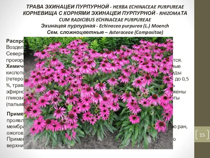 ТРАВА ЭХИНАЦЕИ ПУРПУРНОЙ - HERBA ECHINACEAE PURPUREAE КОРНЕВИЩА С КОРНЯМИ ЭХИНАЦЕИ