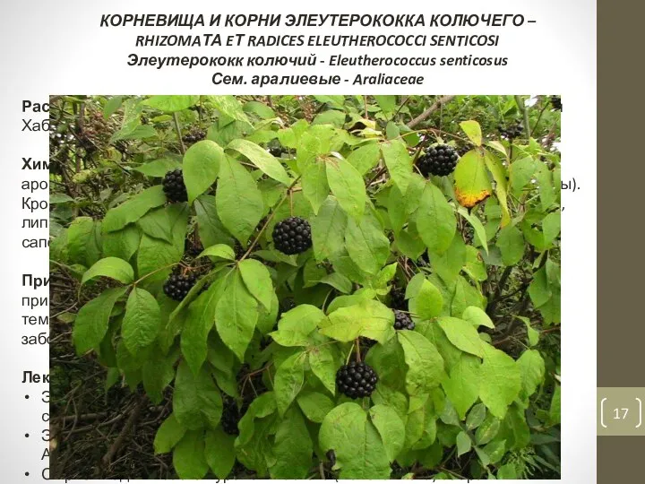 КОРНЕВИЩА И КОРНИ ЭЛЕУТЕРОКОККА КОЛЮЧЕГО – RHIZOMAТА EТ RADICES ELEUTHEROCOCCI SENTICOSI