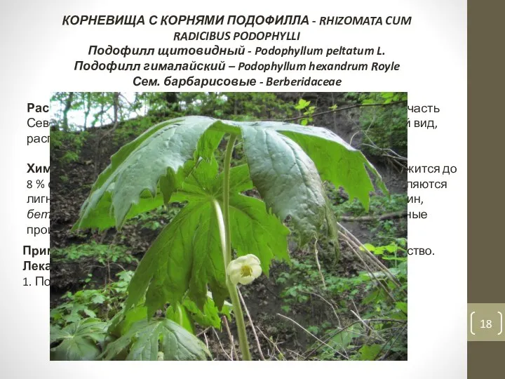 КОРНЕВИЩА С КОРНЯМИ ПОДОФИЛЛА - RHIZOMATA CUM RADICIBUS PODOPHYLLI Подофилл щитовидный