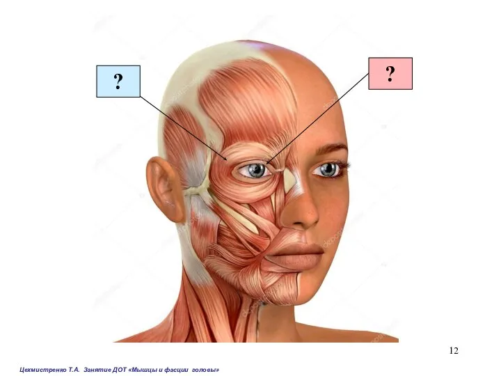 Цехмистренко Т.А. Занятие ДОТ «Мышцы и фасции головы» ? ?