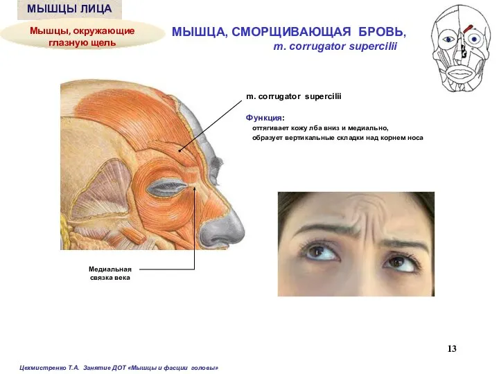 m. corrugator supercilii Функция: оттягивает кожу лба вниз и медиально, образует