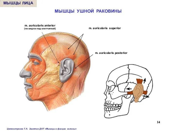 МЫШЦЫ ЛИЦА МЫШЦЫ УШНОЙ РАКОВИНЫ m. auricularis superior m. auricularis anterior