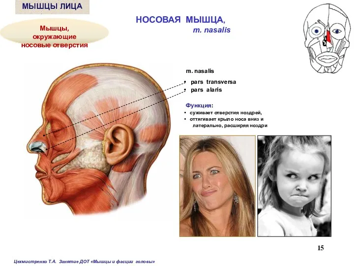 m. nasalis pars transversa pars alaris Функция: суживает отверстия ноздрей, оттягивает