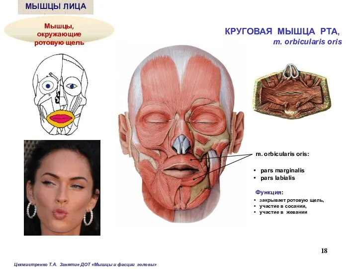 КРУГОВАЯ МЫШЦА РТА, m. orbicularis oris m. orbicularis oris: pars marginalis