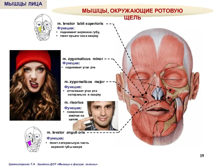 m. levator labii superioris Функция: поднимает верхнюю губу, тянет крыло носа