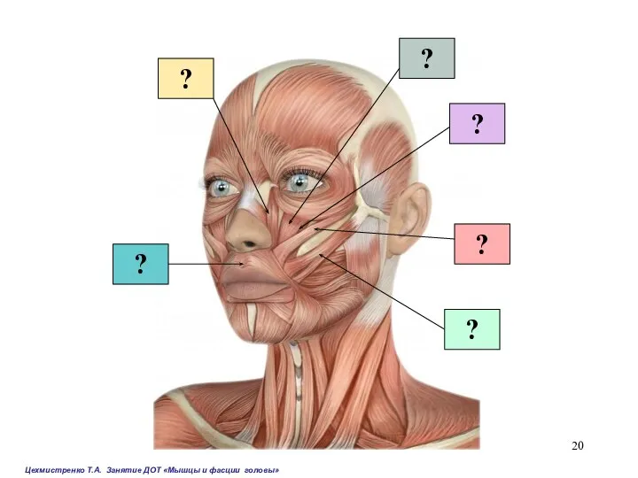? ? Цехмистренко Т.А. Занятие ДОТ «Мышцы и фасции головы» ? ? ? ?