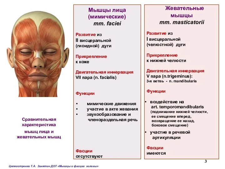 Мышцы лица (мимические) mm. faciei Развитие из II висцеральной (гиоидной) дуги